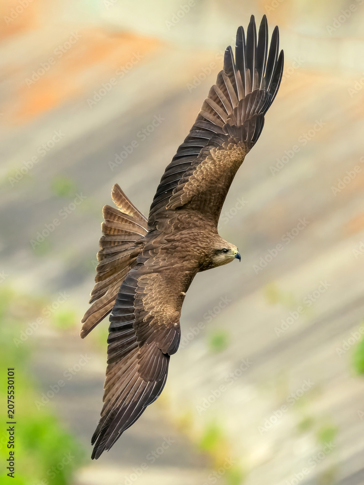 Obraz premium A flying black kite (or fire kite), view from above