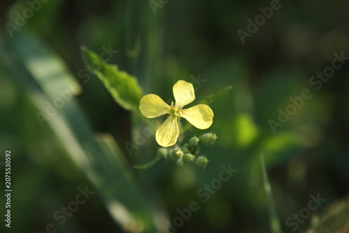 Tableau sur toile Macro shot of a yellow wild radish flower with soft green background (Bliskie ujęcie żółtego kwiatu rzodkwi świrzepy z miękkim zielonym tłem)