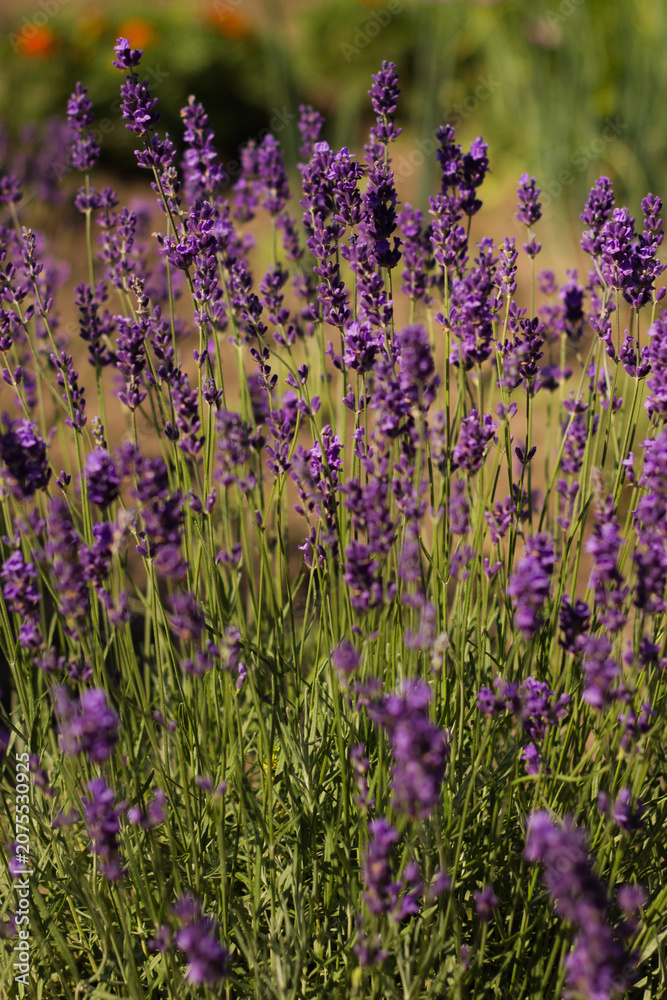 Obraz premium Beautiful purple lavender flowers blooming in a sunny garden. Close-up of lavender bush in summer field. Wellness, aromatherapy, and provence concept.