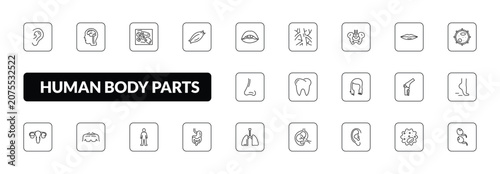 Tableau sur toile outline human body parts icons set - ear lobe side view, brain inside human head, muscle fiber, two spermatozoon