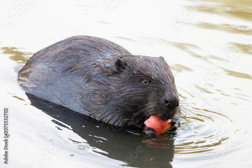 River beaver eating apple close-up
