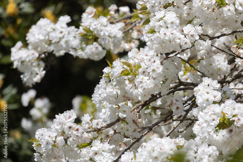 Blossoming Oriental cherry sakura with white flowers close up