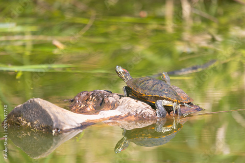 Red-eared slider turtle basks in the sun by a pond