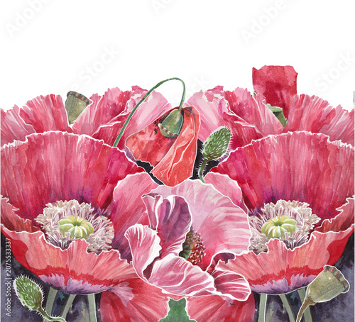 watercolor painting features vibrant red poppy blossoms