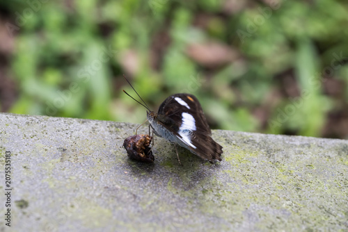 A orange staff sergeant (Athyma cama) butterfly.