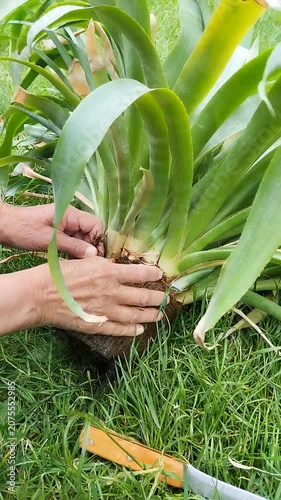Gardener transplanting large tropical plant in garden, Gardener's hands holding roots of bromeliad on grass, Process of propagation and planting exotic plants
