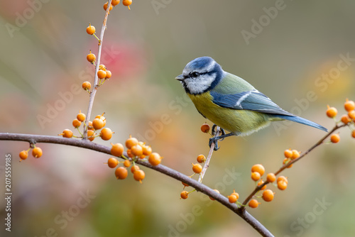 Fotografie Eurasian Blue Tit Among Sea Buckthorn Berries
