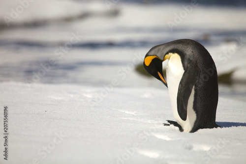 Canvas-taulu Lone king penguin preening on South Georgia Island