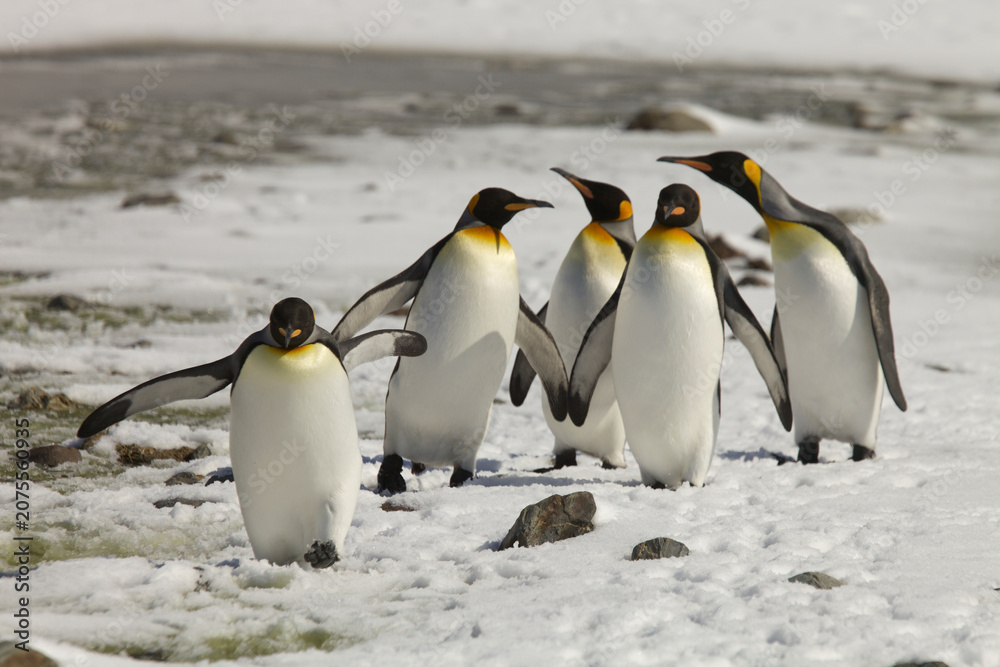 Obraz premium A group of king penguins on the snow along a slushy river on South Georgia Island