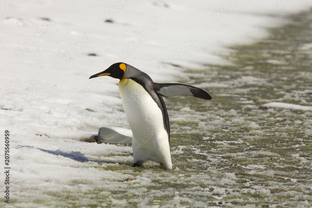 Obraz premium King penguin walking out of a slushy river on South Georgia Island