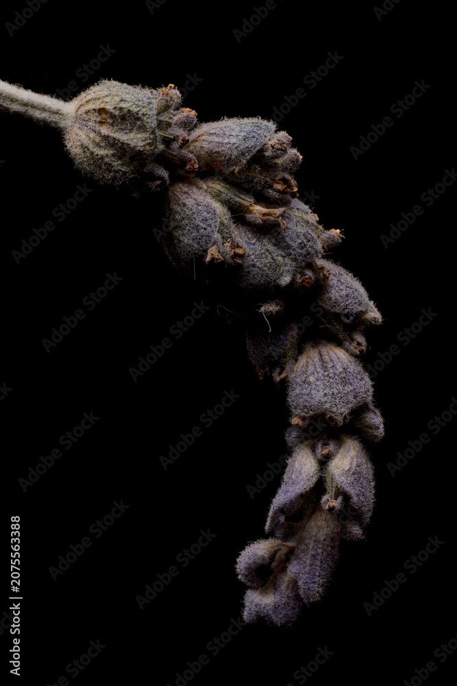 Fototapeta premium Dried lavender flower macro shot on black background