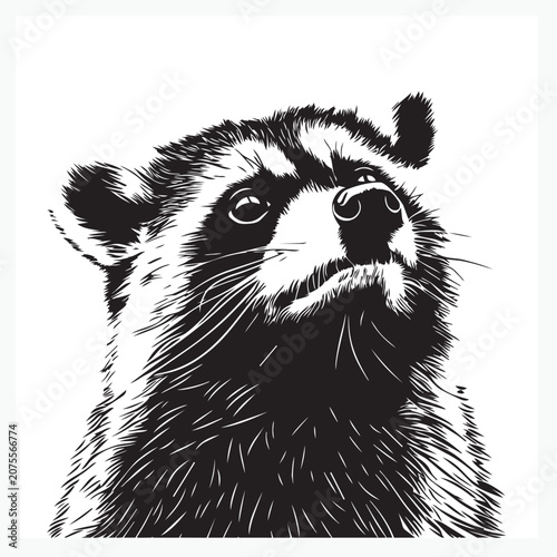 vector illustration of a black and white raccoon