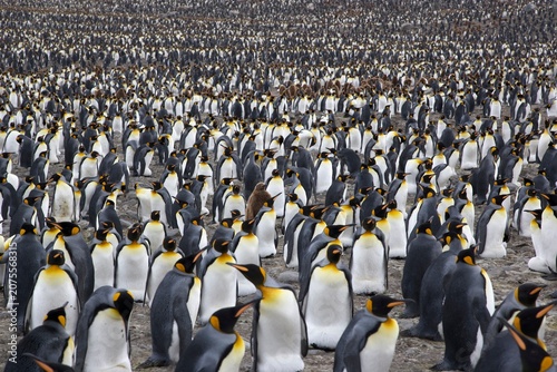 Foto King penguin colony on South Georgia Island