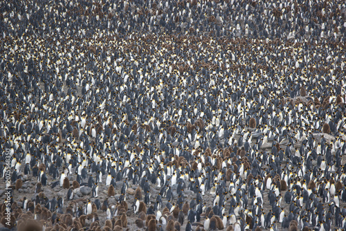 Foto King penguin colony on South Georgia Island