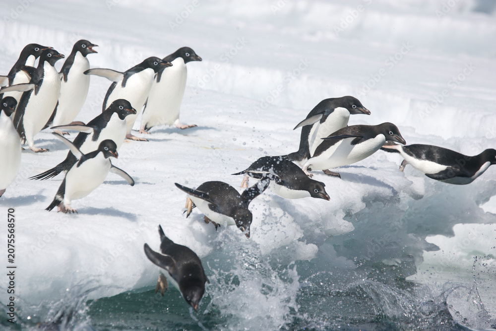 Fototapeta premium Adelie penguins leaping off an iceberg near Antarctica