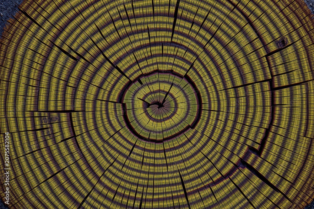 Fototapeta premium Tree rings visible, radial symmetry dominates. Golden hues contrast purple shadows. Cracked wood texture creates abstract pattern.