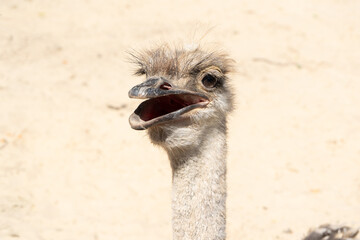 Close-up portrait of an ostrich with open beak, long neck and detailed feathers against a blurred sandy background, wildlife photography in natural daylight.