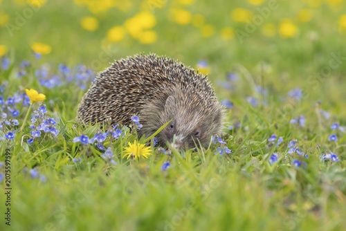 European hedgehog (Erinaceus europaeus) adult animal in a spring time meadow with flowering Buttercups and Speedwells, Suffolk, England, United Kingdom