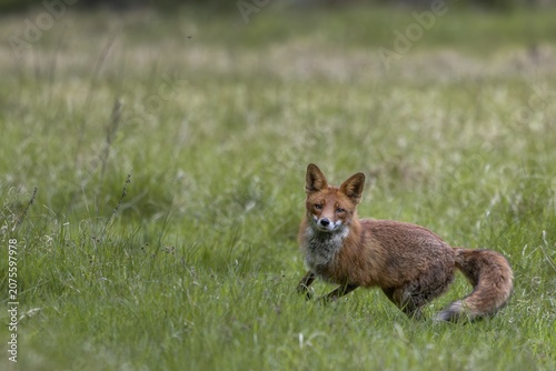 The red fox (Vulpes vulpes) reacts immediately when the squeak of a mouse is imitated, Denmark
