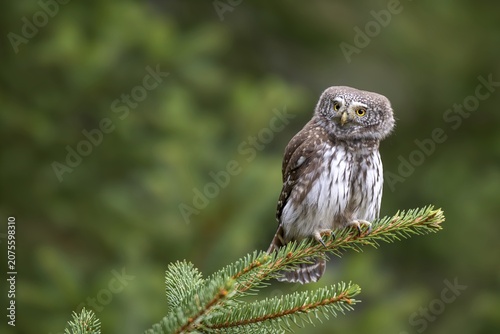 Pygmy Owl (Glaucicium passerinum), sitting on a spruce tree, Pillberg, Pill, Tyrol, Austria