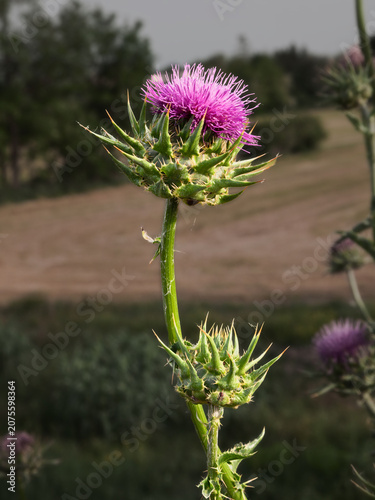 Milk thistle, Silybum Marianum, blooming flower head, close-up of sharp green bracts and spiny stem with pointed thorns on a blurred background.