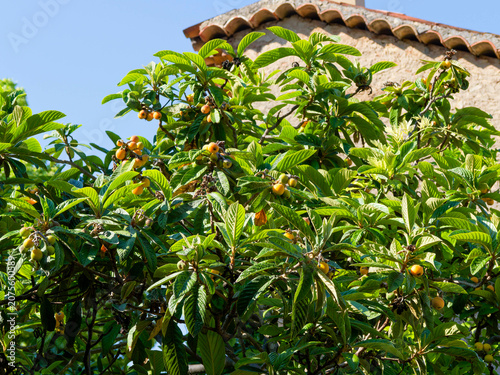 Quadro em tela (Eriobotrya x japonica) Japanese loquat or Japanese mediar