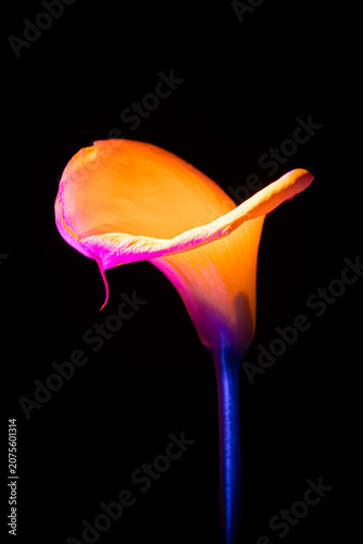 Light painting with a calla