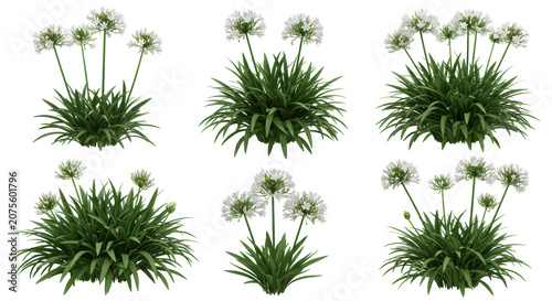 Nine agapanthus praecox 'albus' (lily of the nile) bushes with deep green foliage and perfect white trumpet flowers, presented geometrically on a bright, shadowless white background. Concept of