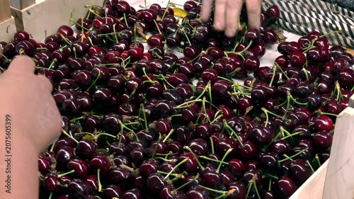 Woman hands with cherries; Workers in an orchard sort freshly picked cherries