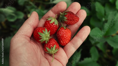 Summer vibes. Picking strawberries. Hand holding a pile of ripe fresh strawberries