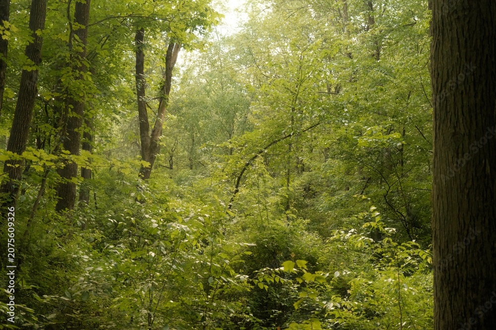 Fototapeta premium Bright Summer Forest