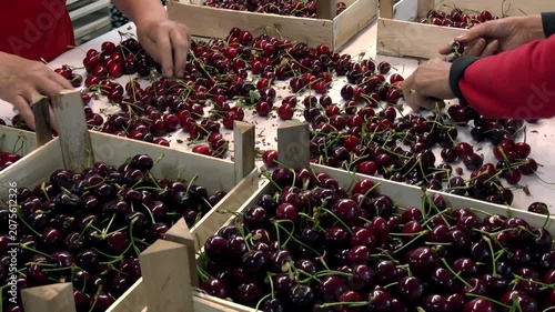 Preparing freshly picked cherries for the market; Workers in an orchard sort freshly picked cherries