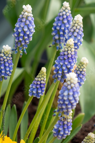 Blue grape hyacinth flowers in spring garden
