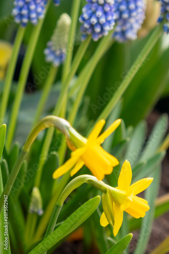Yellow daffodils and blue hyacinths in spring garden