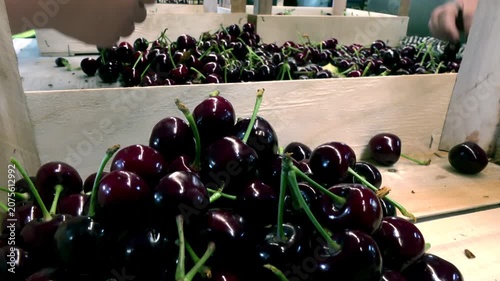 Freshly picked cherries in a crate; Workers in an orchard sort freshly picked cherries