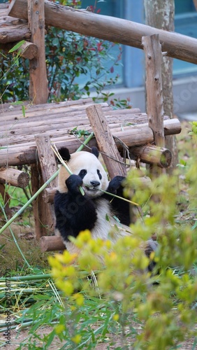 giant panda eating bamboo happily ini nature