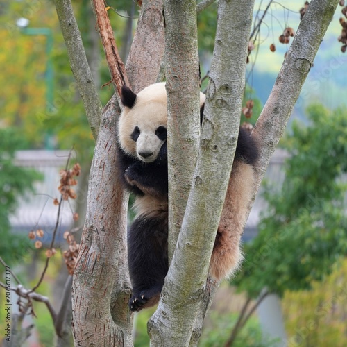 panda on tree branches holding tight to branches, cute pand sitting on high tree during spring season