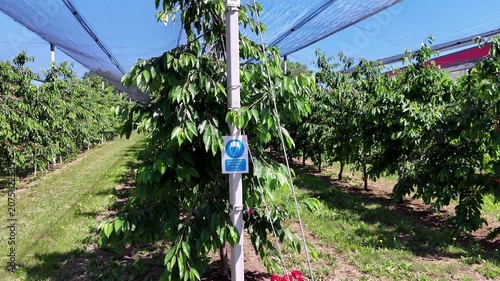 Flying through a modern cherry orchard under protective nets