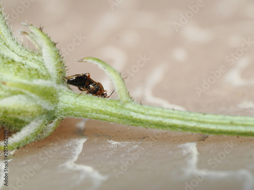 Foto Un pequeño chinche de las plantas (Hemiptera) camina sobre el cáliz y el tallo pubescente de un capullo de flor, destacando su cuerpo estilizado bajo una nítida aproximación macro