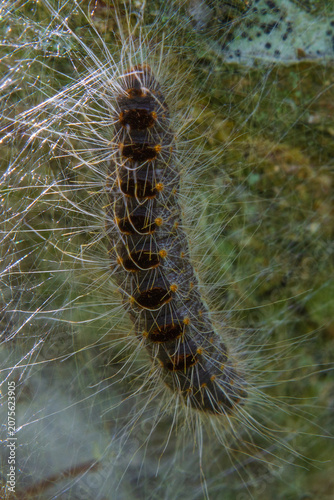 Oak processionary caterpillar, covered with defensive bristles, in the background white silk threads forming its nest