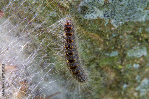Oak processionary caterpillar, covered with defensive bristles, in the background white silk threads forming its nest