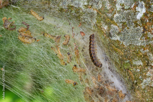 Oak processionary caterpillar on nest formed with white silk threads, filled with lots of younger larvae