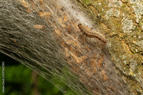 Oak processionary caterpillar on nest formed with white silk threads, filled with lots of younger larvae