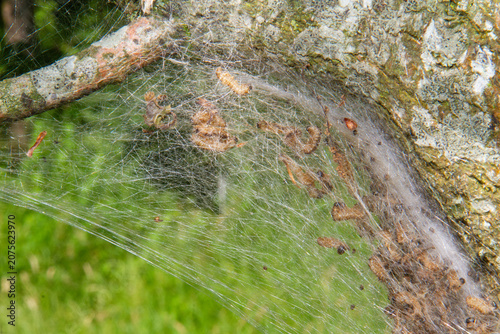 Nest of Oak processionary caterpillars, formed with white silk threads, filled with lots of larvae