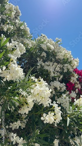 White flowers of oleander nerium vertical video.