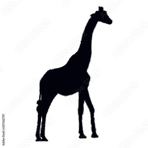 giraffe vector illustration