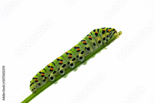 Photos papilio machaon caterpillar  close up isolated on white