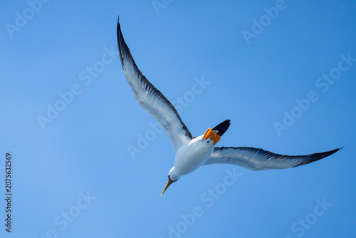 Slika na platnu Masked booby (Sula dactylatra) in flight at Ascension Island