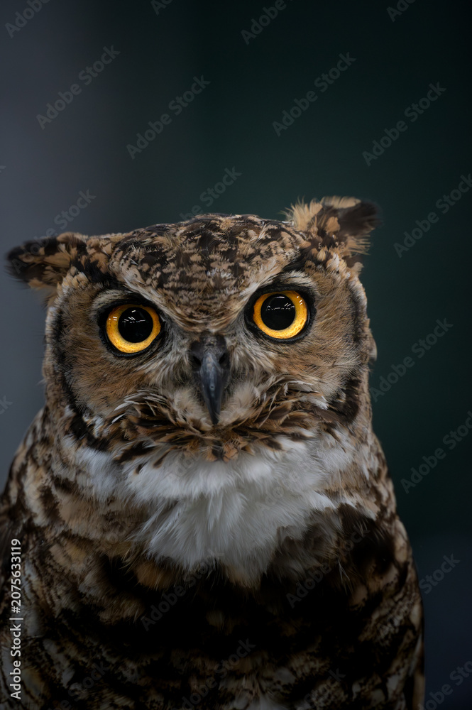Obraz premium Great Horned Owl Frontal Portrait with Vivid Yellow Eyes Against Dark Background