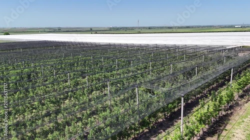 Aerial view of a modern cherry orchard with protective nets